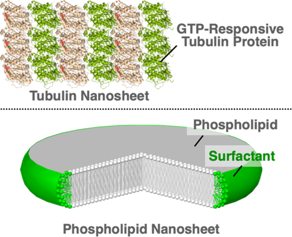 Design of supramolecular nanosheets for drug delivery applications
