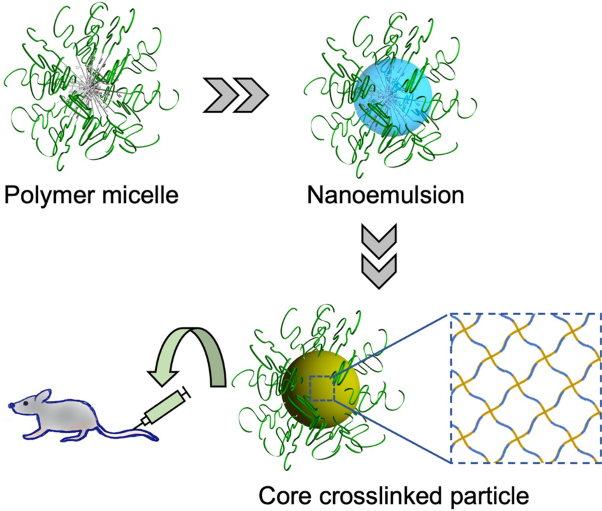 Polymeric core-crosslinked particles prepared via a nanoemulsion-mediated process: from particle design and structural characterization to in vivo behavior in chemotherapy