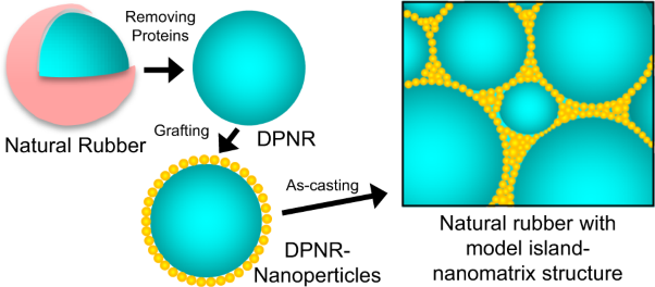 Discovery of island-nanomatrix structure in natural rubber