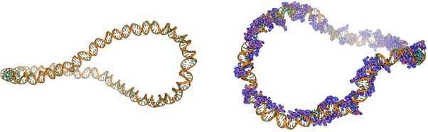 Molecular dynamics simulation of complexation between plasmid DNA and cationic peptides