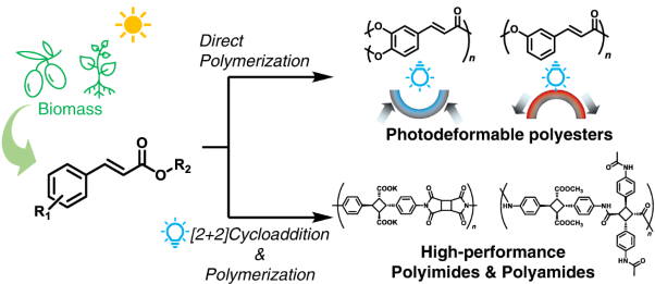 Synthesis of biobased functional materials using photoactive cinnamate derivatives