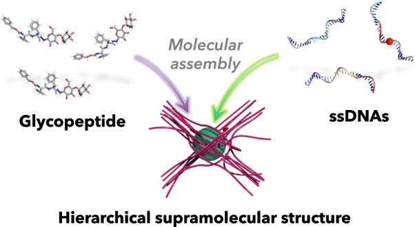 Hierarchical supramolecular structure comprising reduction-responsive DNA microspheres and semi-artificial glycopeptide-based micro-asters