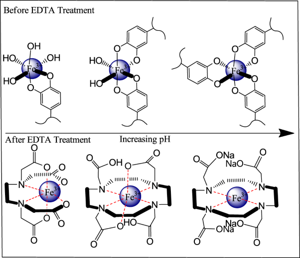 Characteristics of ethylenediamine tetra-acetic acid treatment on iron(III)-induced modified catechol chitosan hydrogels under different pH conditions