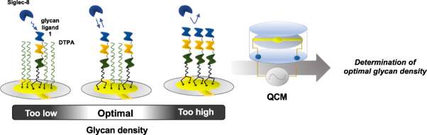 Optimal glycan density for interactions between Siglec-8 and sialyl sulfo oligosaccharides