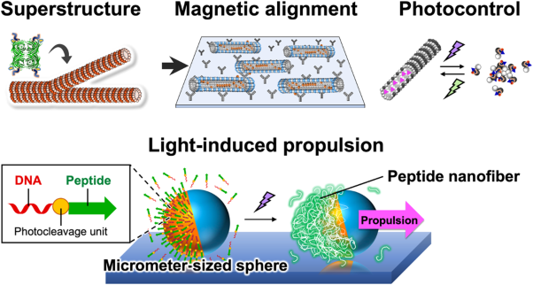 Construction of functional microtubules and artificial motile systems based on peptide design