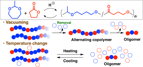 Cationic ring-opening copolymerization of a cyclic acetal and γ-butyrolactone: monomer sequence transformation and polymerization–depolymerization control by vacuuming or temperature changes