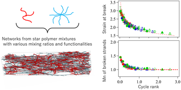 Phantom chain simulations for fracture of polymer networks created from star polymer mixtures of different functionalities
