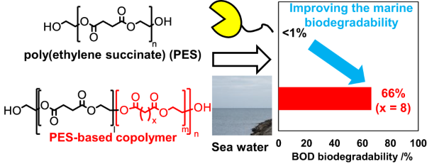 Improving the marine biodegradability of poly(alkylene succinate)-based copolymers