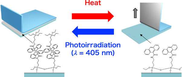 Reusable dismantlable adhesion interfaces induced by photodimerization and thermo/photocleavage reactions