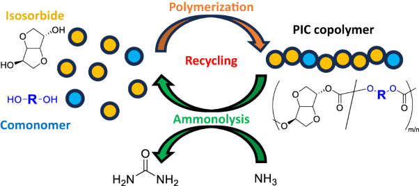 Characterization and ammonolysis behavior of poly(isosorbide carbonate)-based copolymers