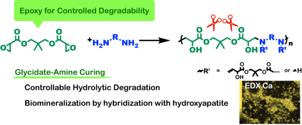 Hydrolytic degradation and biomineralization of amine-cured epoxy resin based on glycidate