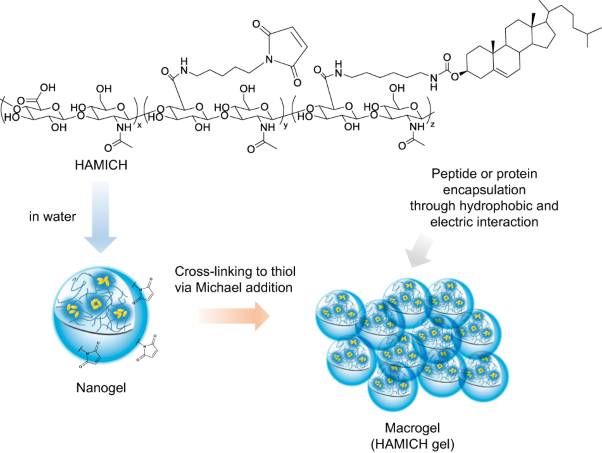 Variable swelling behavior of and drug encapsulation in a maleimide-modified hyaluronic acid nanogel-based hydrogel