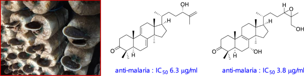 Antimalarial lanostane triterpenoids from cultivated fruiting bodies of the basidiomycete <i>Ganoderma</i> sp.