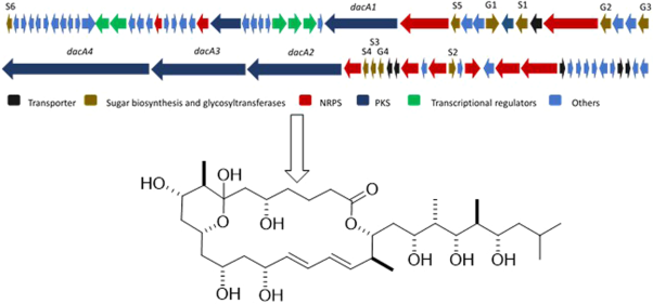 Dactylides A−C, three new bioactive 22-membered macrolides produced by <i>Dactylosporangium aurantiacum</i>