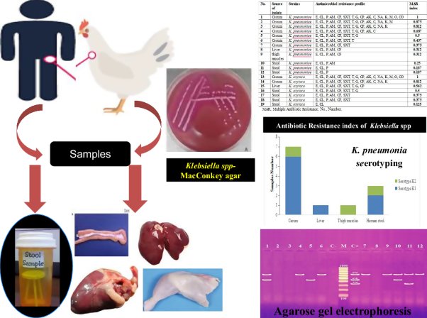 Multidrug-resistant <i>Klebsiella pneumoniae</i> and <i>Klebsiella oxytoca</i> isolated from backyard broiler chickens and their contacts with antimicrobial resistance genes of <i>Klebsiella pneumoniae</i>