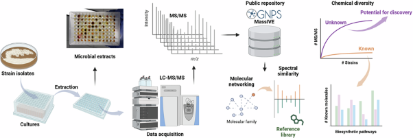 The undiscovered natural product potential of <i>Actinomycetes</i>