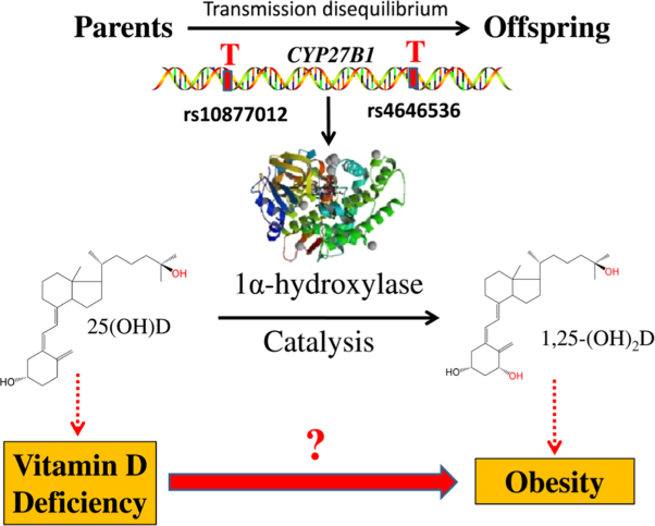 <i>CYP27B1</i> as an instrument gene to investigate the causal relationship between vitamin D deficiency and obesity: a family-based study