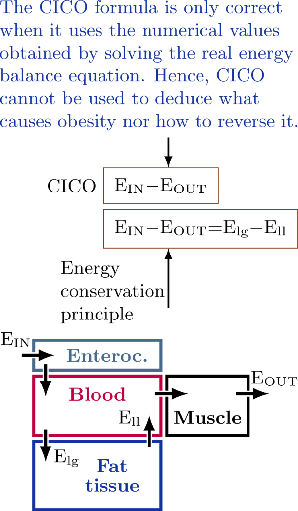 The energy balance hypothesis of obesity: do the laws of thermodynamics explain excessive adiposity?