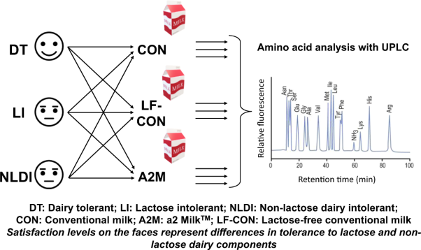 Circulatory amino acid responses to milk consumption in dairy and lactose intolerant individuals