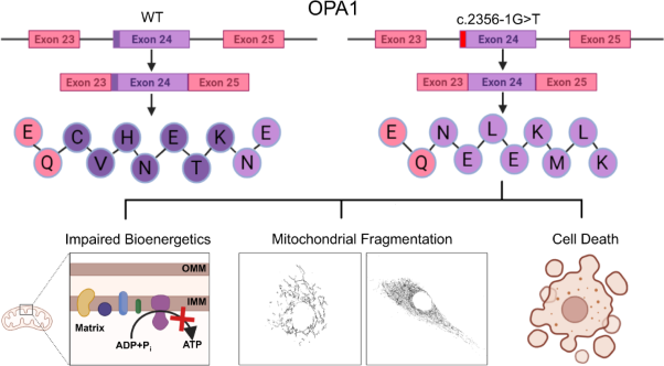 Characterisation of a novel <i>OPA1</i> splice variant resulting in cryptic splice site activation and mitochondrial dysfunction