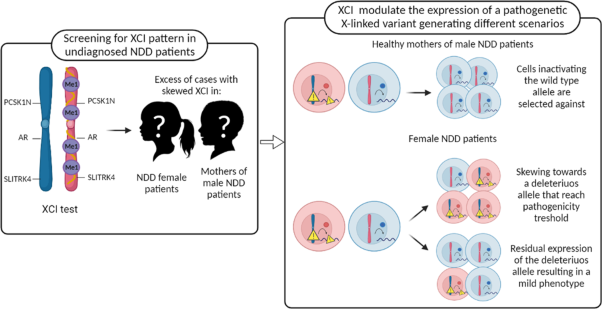Skewed X-chromosome inactivation in unsolved neurodevelopmental disease cases can guide re-evaluation For X-linked genes