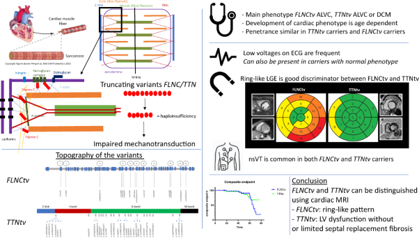 Tools to differentiate between Filamin C and Titin truncating variant carriers: value of MRI