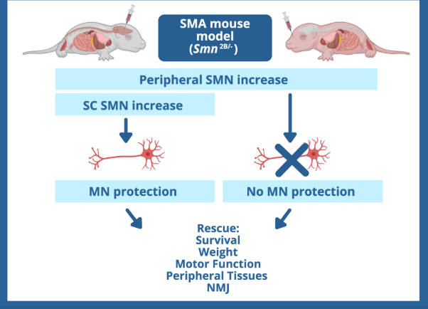 Central and peripheral delivered AAV9-SMN are both efficient but target different pathomechanisms in a mouse model of spinal muscular atrophy