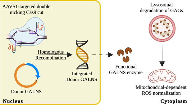 Efficient CRISPR/Cas9 nickase-mediated genome editing in an in vitro model of mucopolysaccharidosis IVA