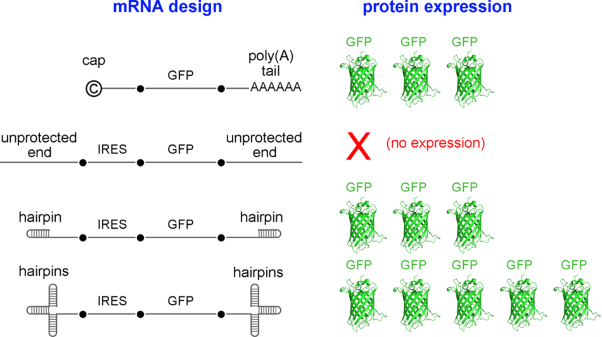 Terminal hairpins improve protein expression in IRES-initiated mRNA in the absence of a cap and polyadenylated tail