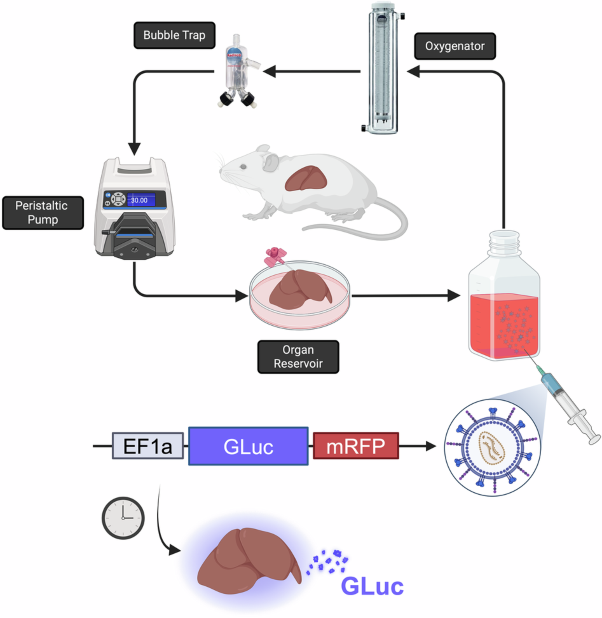 Ex vivo machine perfusion as a platform for lentiviral gene delivery in rat livers