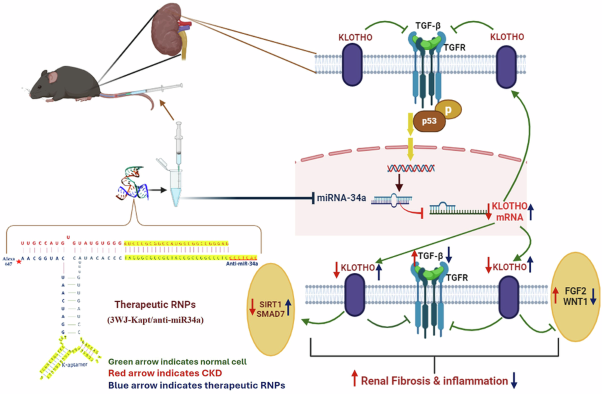 Aptamer-targeted anti-miR RNA construct based on 3WJ as a new approach for the treatment of chronic kidney disease in an experimental model