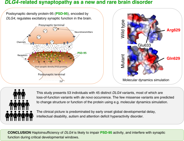 <i>DLG4</i>-related synaptopathy: a new rare brain disorder