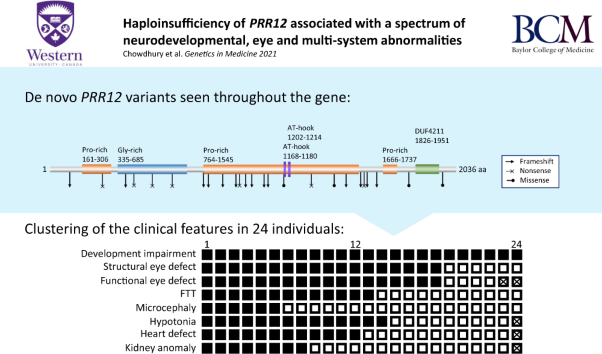 Haploinsufficiency of <i>PRR12</i> causes a spectrum of neurodevelopmental, eye, and multisystem abnormalities