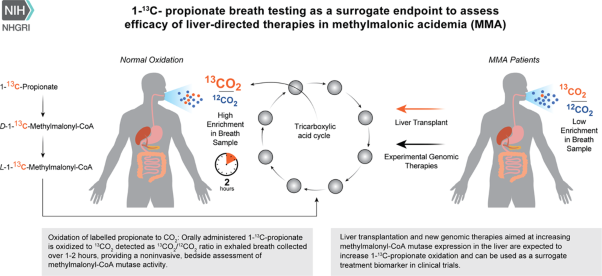 1-<sup>13</sup>C-propionate breath testing as a surrogate endpoint to assess efficacy of liver-directed therapies in methylmalonic acidemia (MMA)