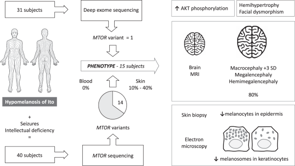 Clinical spectrum of <i>MTOR</i>-related hypomelanosis of Ito with neurodevelopmental
            abnormalities