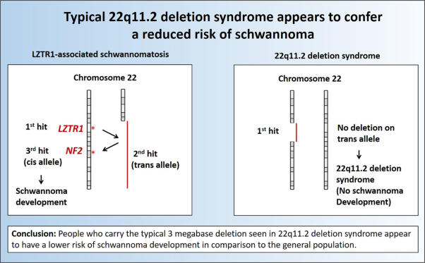 Typical 22q11.2 deletion syndrome appears to confer a reduced risk of schwannoma