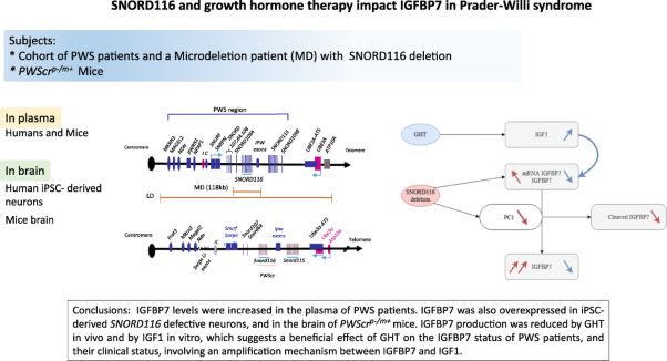 <i>SNORD116</i> and growth hormone therapy impact IGFBP7 in Prader–Willi syndrome