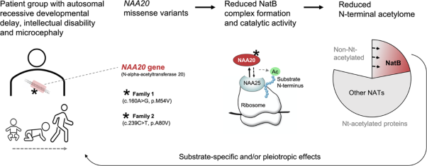 Missense <i>NAA20</i> variants
            impairing the NatB protein N-terminal acetyltransferase cause autosomal recessive
            developmental delay, intellectual disability, and microcephaly