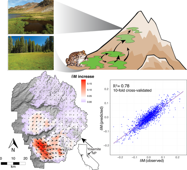 Landscape genetics of a sub-alpine toad: climate change predicted to induce upward range shifts via asymmetrical migration corridors