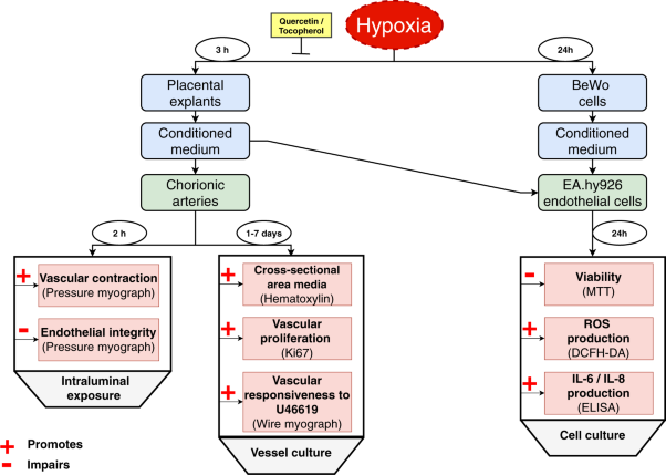 Placental hypoxia-induced alterations in vascular function, morphology, and endothelial barrier integrity