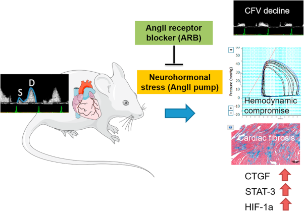 Angiotensin II blockers improve cardiac coronary flow under hemodynamic pressure overload