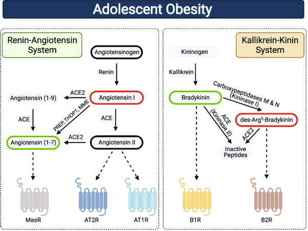 Novel biomarkers of childhood and adolescent obesity