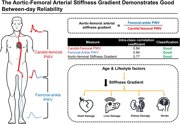 The aortic-femoral arterial stiffness gradient demonstrates good between-day reliability