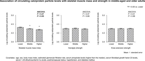 Association of circulating calciprotein particle levels with skeletal muscle mass and strength in middle-aged and older adults