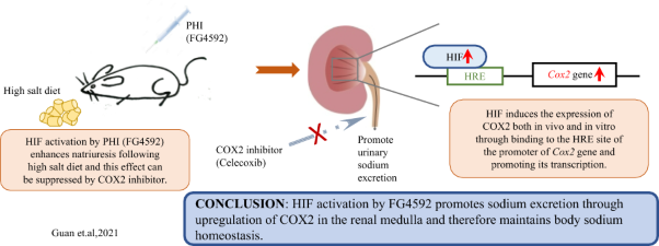 The hypoxia-inducible factor prolyl hydroxylase inhibitor FG4592 promotes natriuresis through upregulation of COX2 in the renal medulla