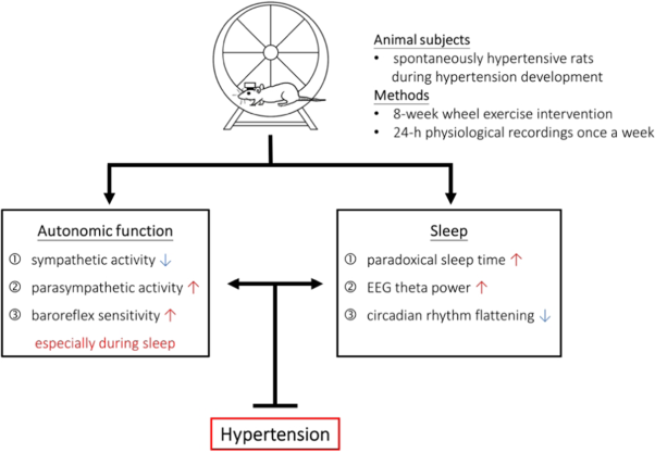 Roles of sleep-related cardiovascular autonomic functions in voluntary-exercise-induced alleviation of hypertension in spontaneously hypertensive rats