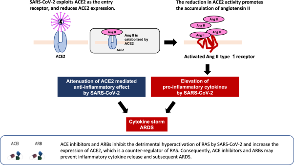 Impact of renin–angiotensin–aldosterone system inhibitors on COVID-19