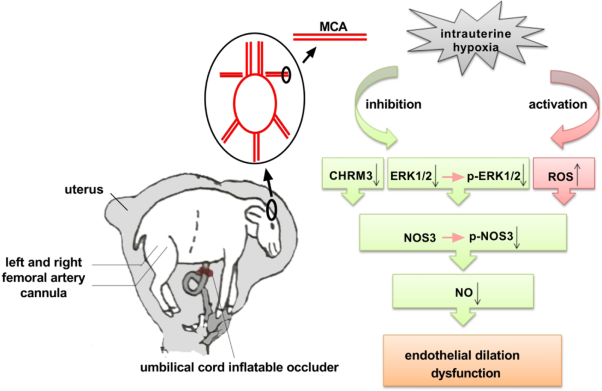 <i>In utero</i> hypoxia attenuated acetylcholine-mediated vasodilatation via CHRM3/p-NOS3 in fetal sheep MCA: role of ROS/ERK1/2