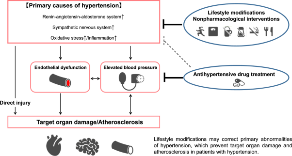 Cardiovascular risk in patients receiving antihypertensive drug treatment from the perspective of endothelial function