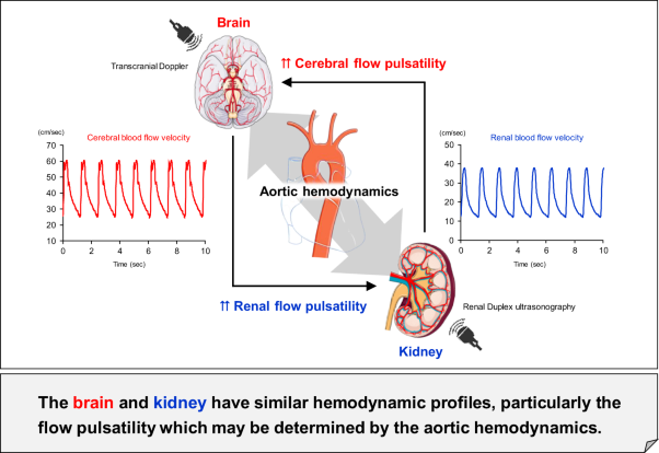 Cerebral and renal hemodynamics: similarities, differences, and associations with chronic kidney disease and aortic hemodynamics